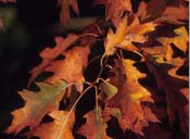 hotels cambridge, hotel, accommodation, cambridgeshire, england, uk